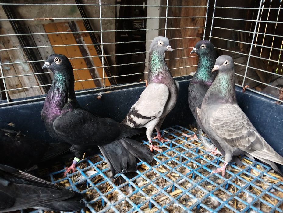 Gołębie ozdobne tiplery