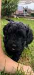 Śliczna dziewczynka Golden Doodle f1b mini