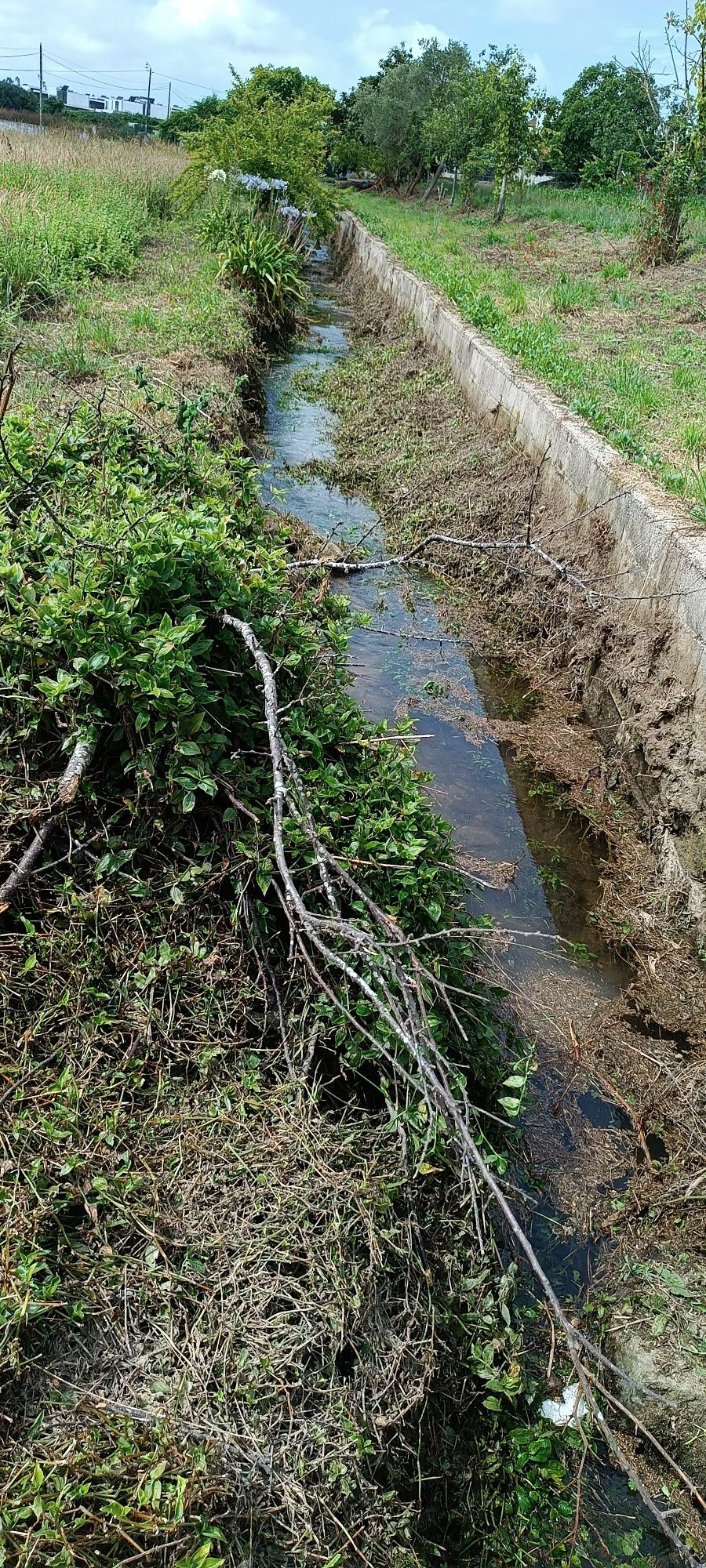 Limpeza de terrenos e jardinagem