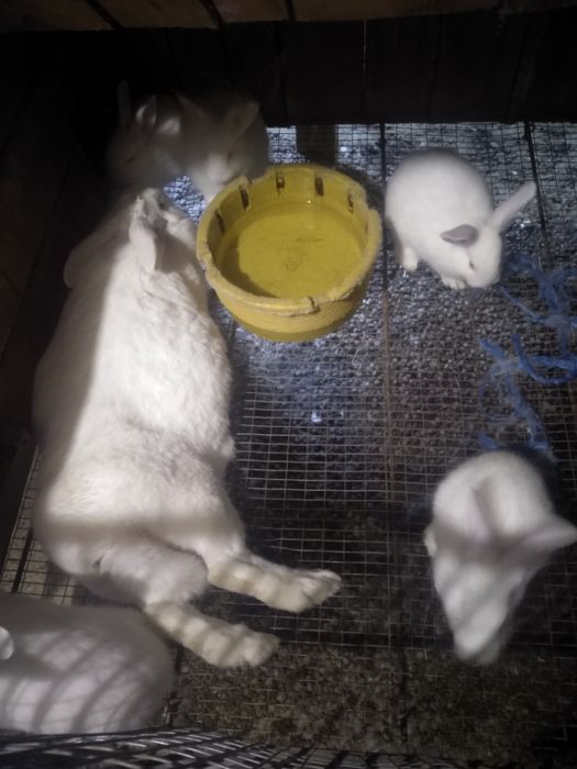 Кроли.Кролики термонцы. Кролица беременная, сукрольная.