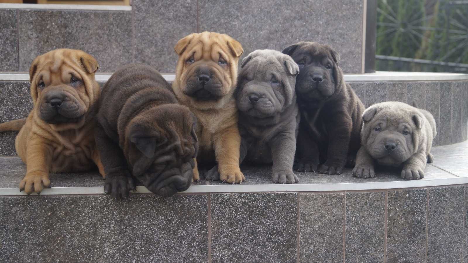 Eros,Blekitny samiec Shar Pei, do rezerwacji, zagraniczni rodzice FCI