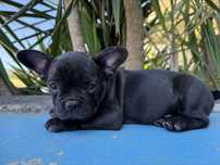 Buldogue Francês Menina