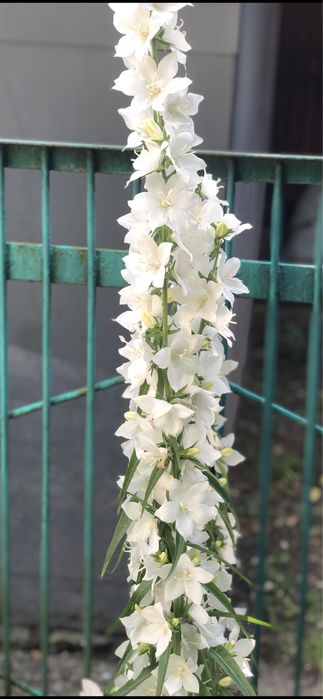 Пролам кущик хости та білі дзвіночки