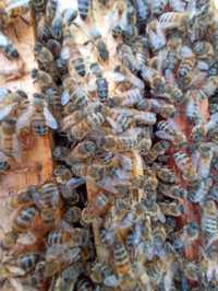 Бджолосім'ї та бджілопакети
