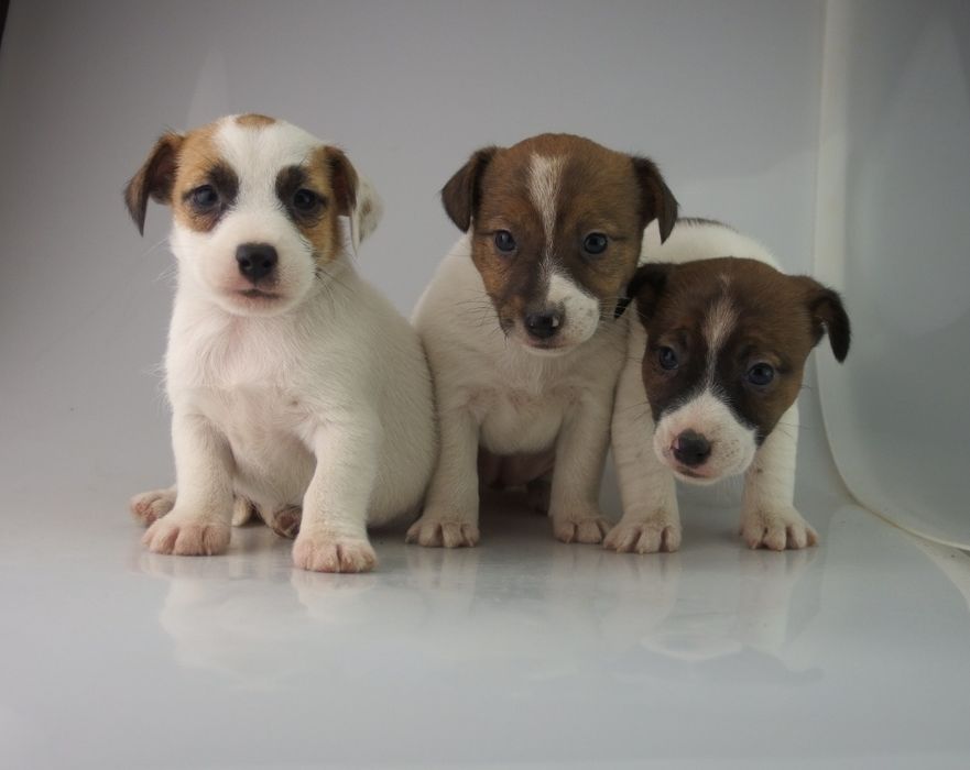 Jack Russell Terrier FCI SUCZKA