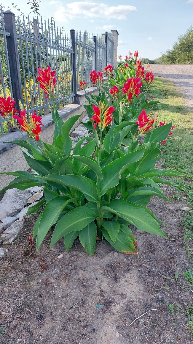Sadzonki krzewów liliowic,hortensjaja itp
