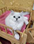 Клубный голубоглазый мальчик шиншиллки поинт