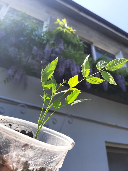 Растения садовые. Глициния. Каприфоль. Брунелла.