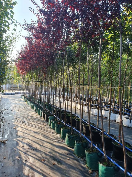 Drzewa alejowe brzoza pożyteczna klon lipa akacja dąb grab wiśnia