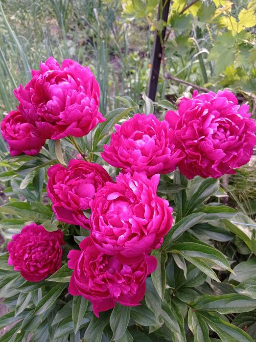 Продам саджанці різних квітів