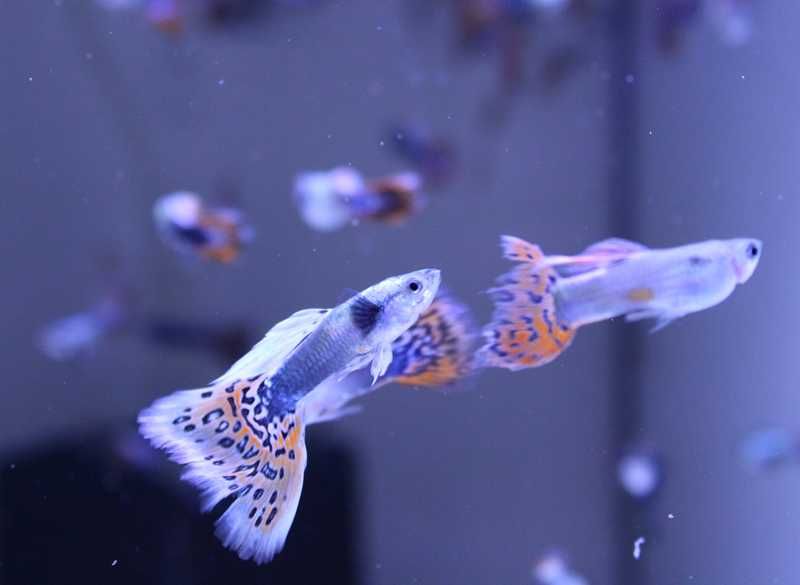 Guppys Red Mosaico