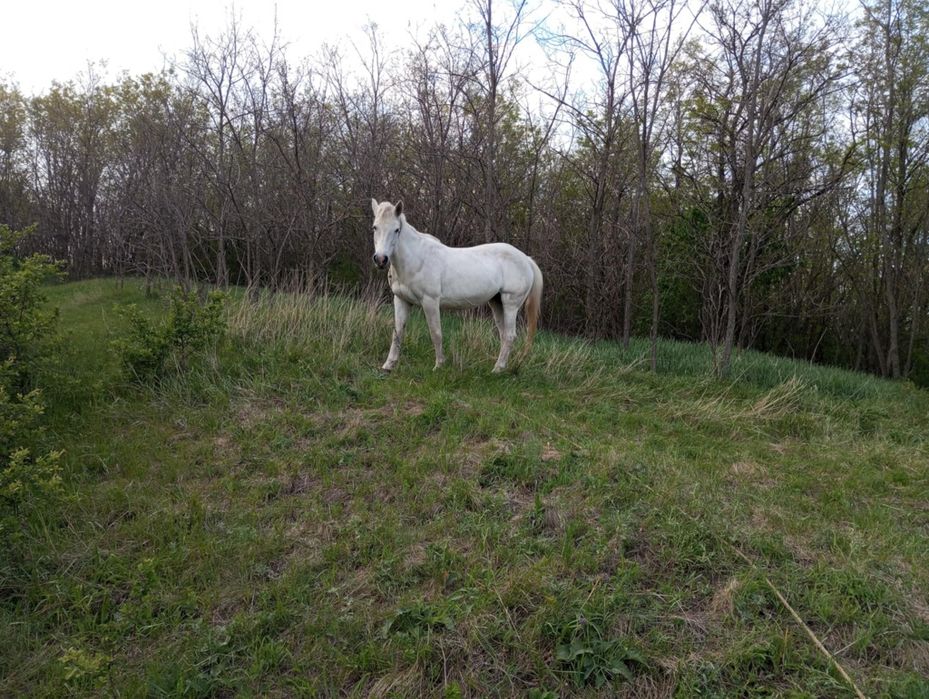 Продам спокійну кобилу