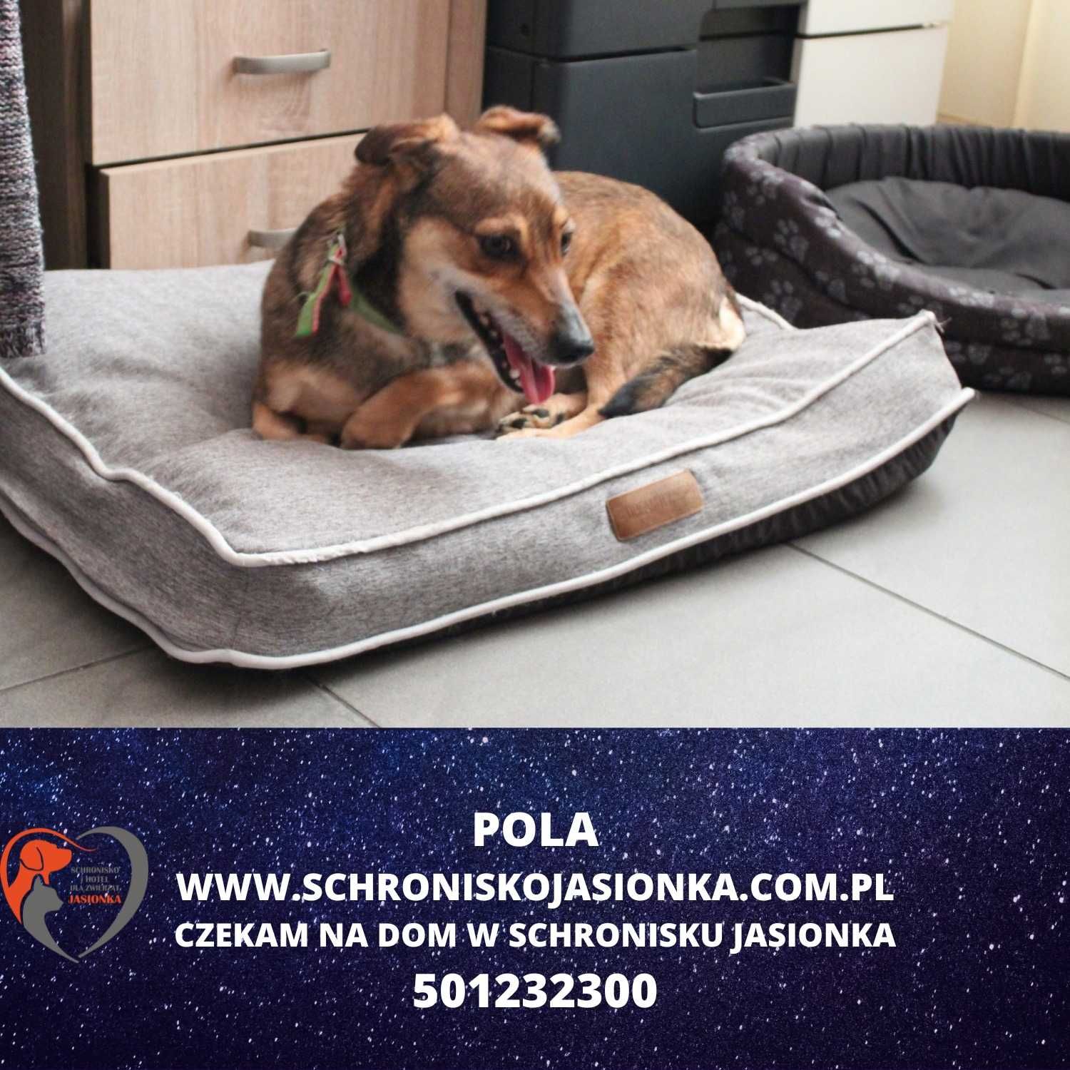 Pola -sunia do adopcji