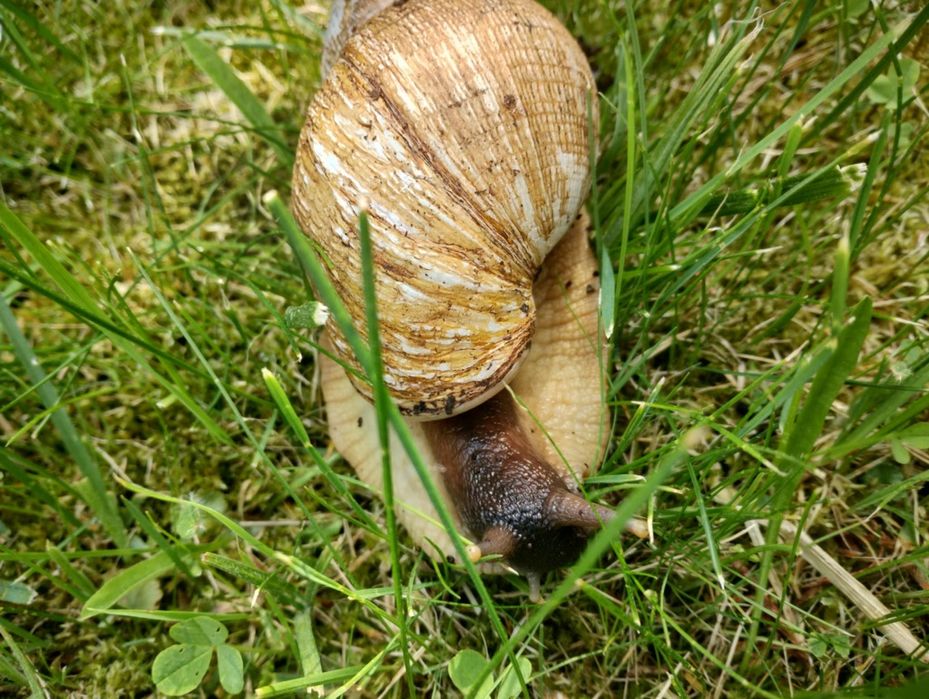 Dwa ślimaki afrykańskie + box