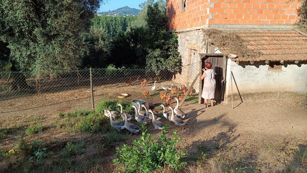 Gansos caseiros na zona de cabeceiras de basto
