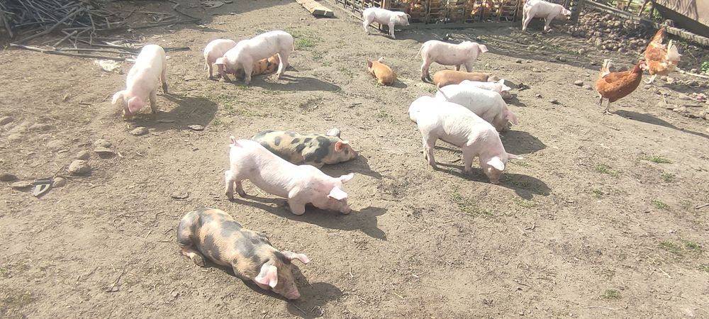 Продам маленьких поросят +підрощені