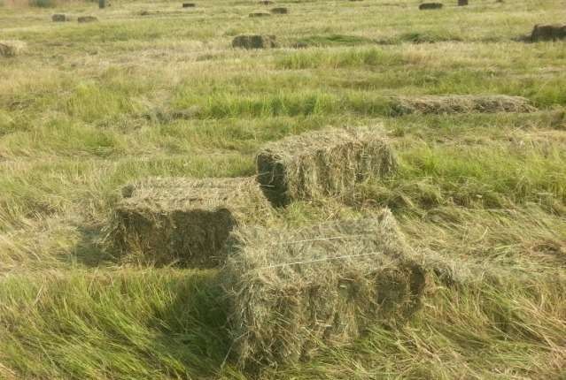 Продам сено лугового разнотравье.