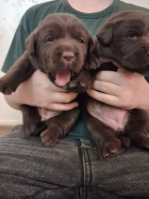 Шоколадные щенки лабрадора