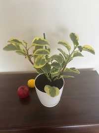 Peperomia, kwiat doniczkowy