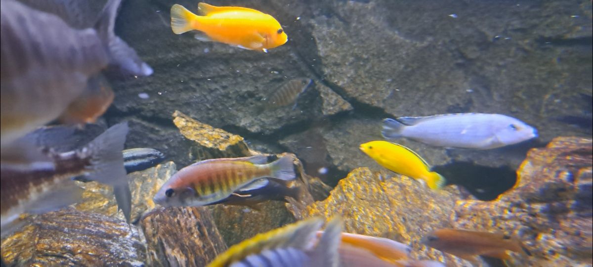 Pyszczczak Yellow