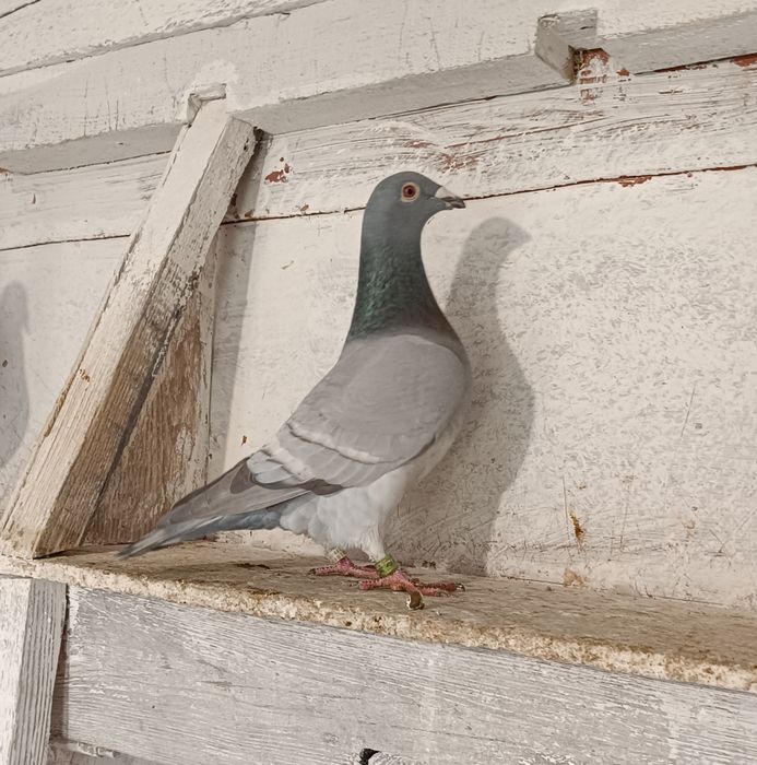 Gołębie pocztowe