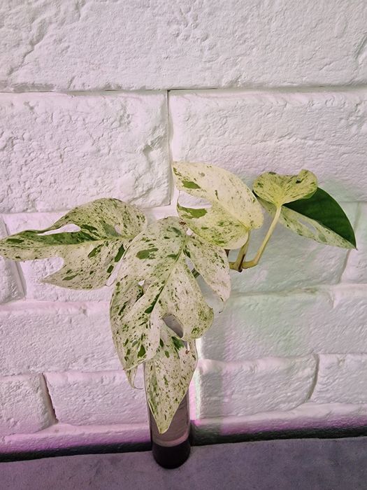 Epipremnum pinnatum marble/ Szczyt