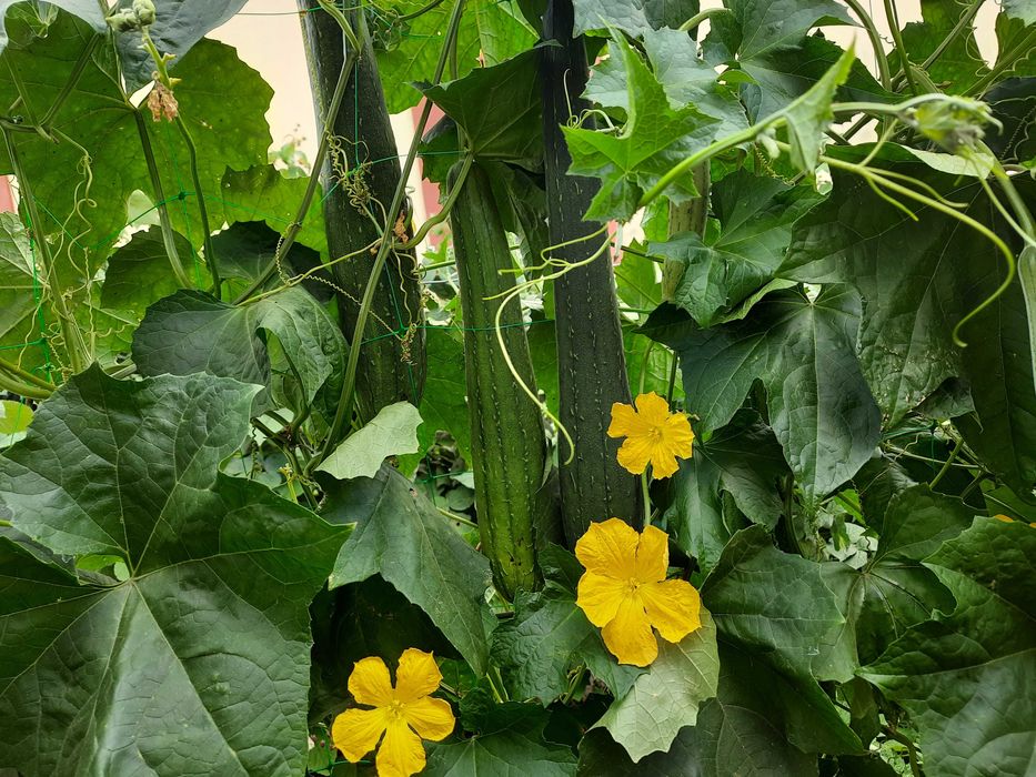 насіння люфи (мочалки)