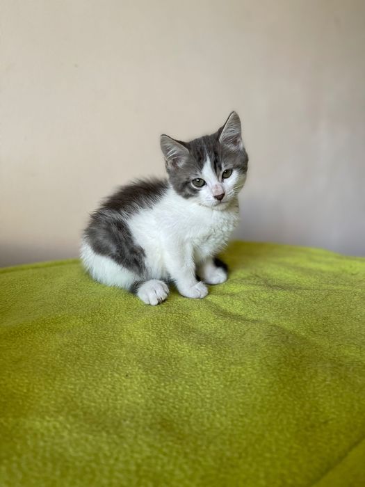 Котята котики отдам  котенок мальчик