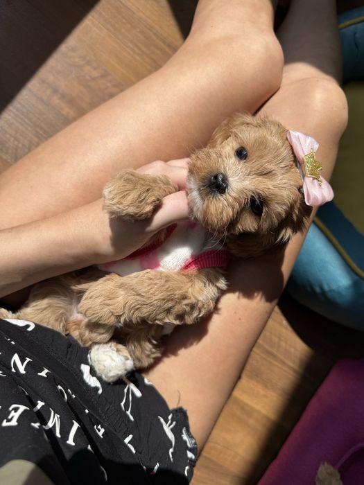 Шикарні крамиві мальтипу