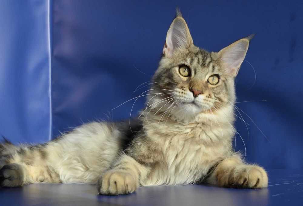 Мальчик Лаки 6 мес. Мейн кун.