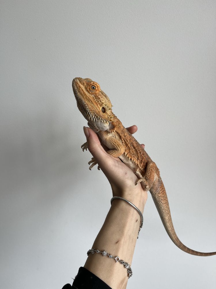 agama brodata samiec red orange het witblits het trans p. vitticeps