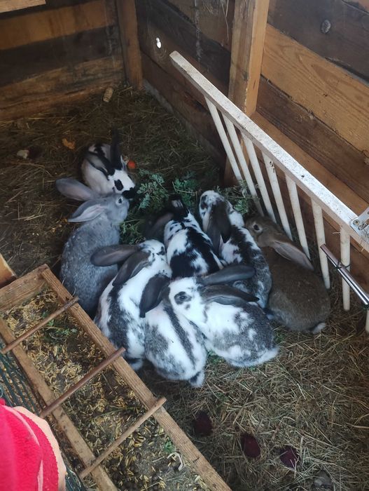 Króliki belgi młode