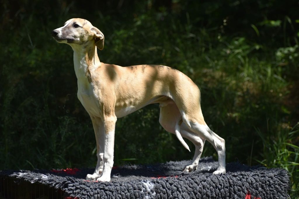 Chart angielski whippet - pies FCI/ZKwP