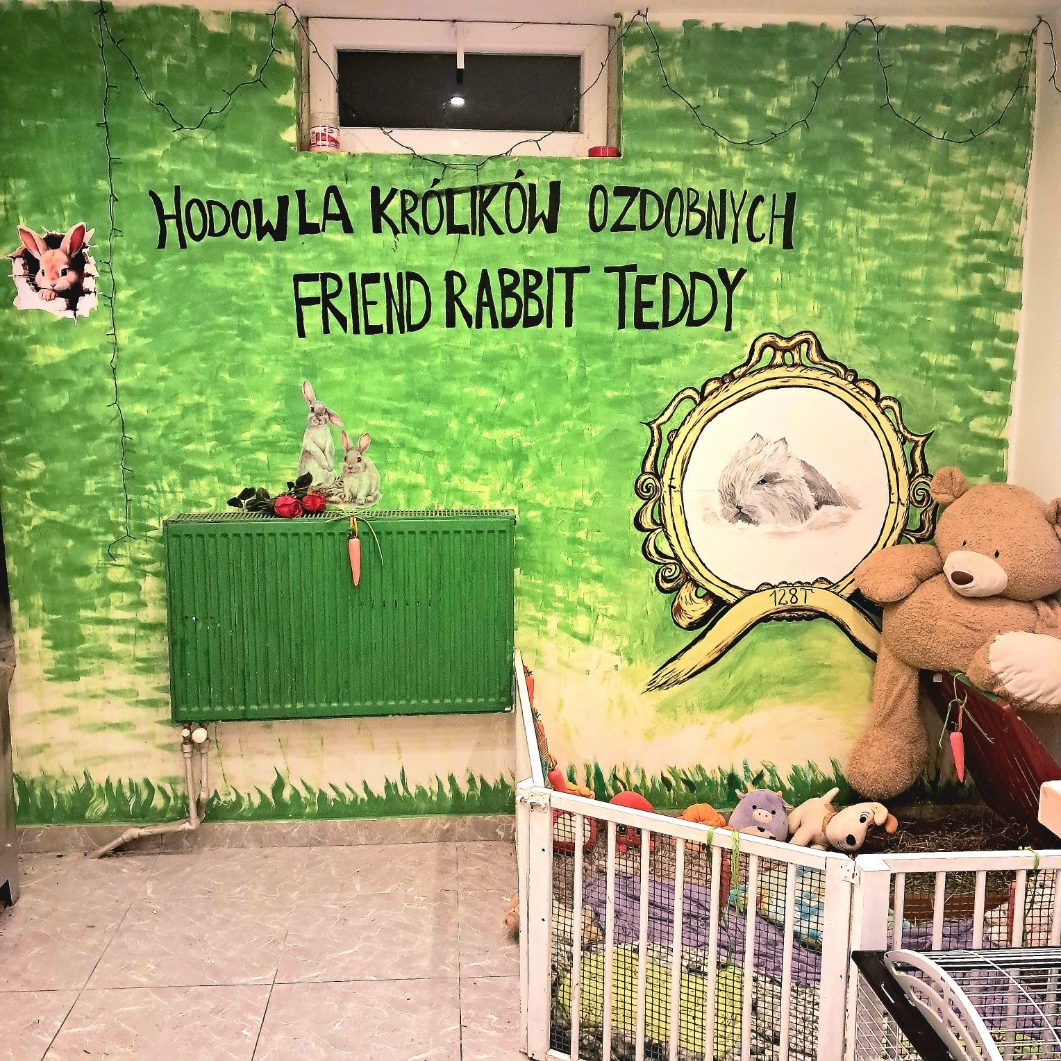 DO ODBIORU Króliki karzełki TEDDY królik karzełek miniaturka MINI LOP