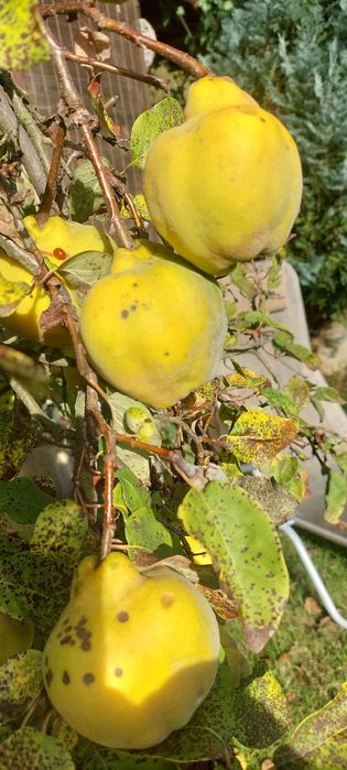 Owoce pigwy jabłkowej