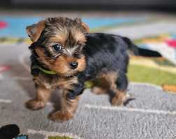 Pies york yorkshire terrier stalowo złoty zdrowy rezerwacja Rocky