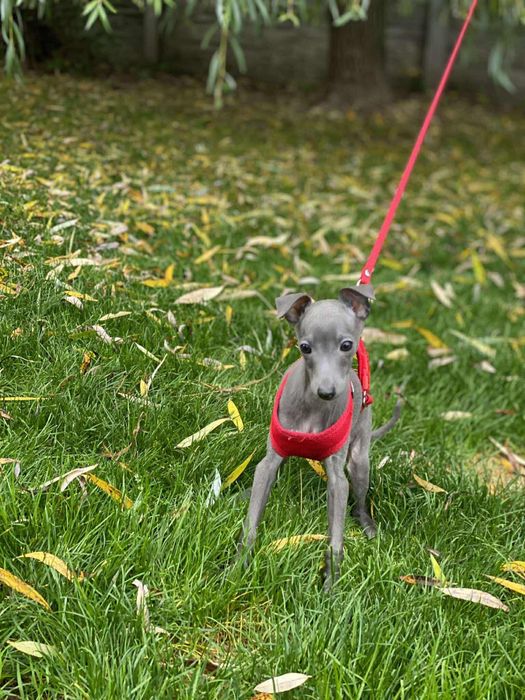 Charcik włoski suczka