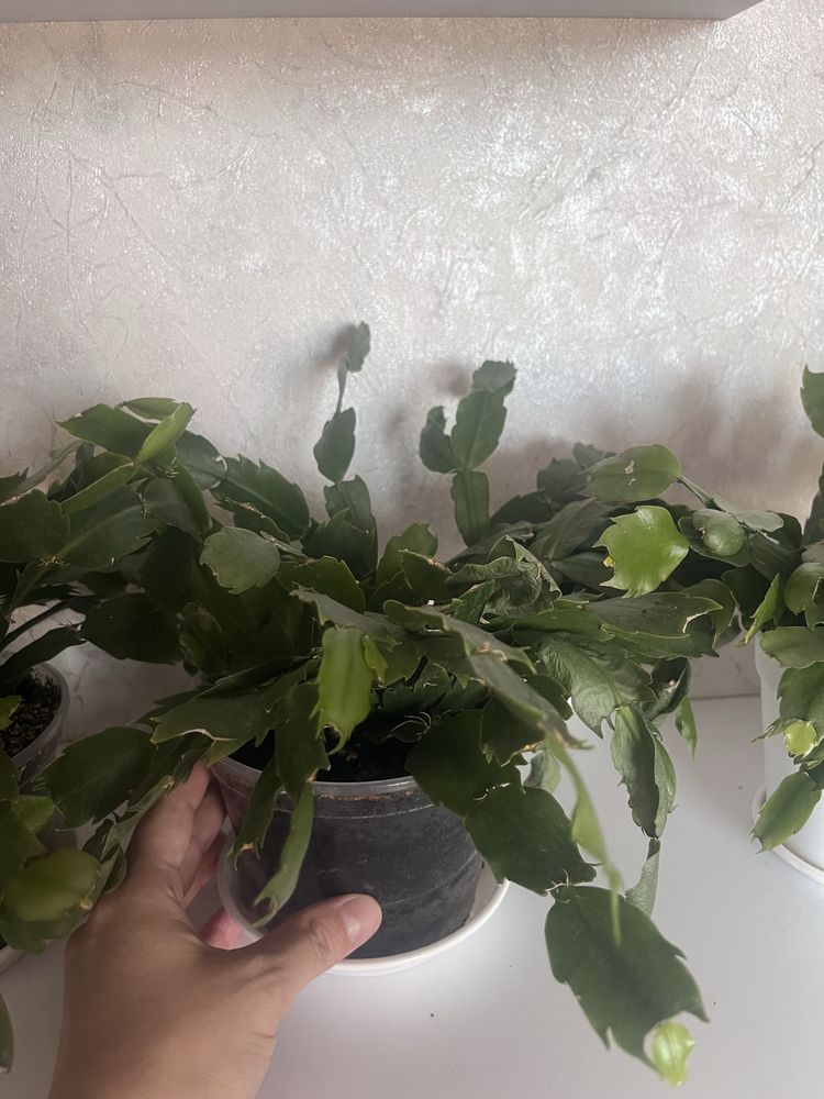 Продам різдвяника рожевого