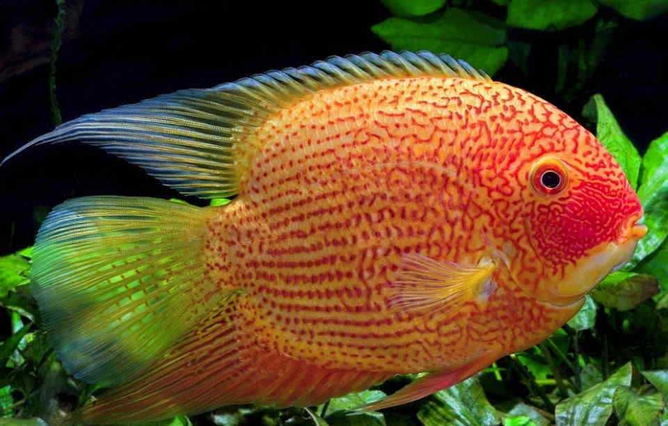 Цихлазомы южноамериканские