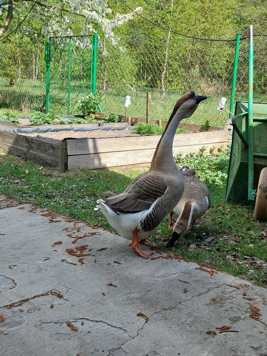 Jaja lęgowe gęsi garbonosych