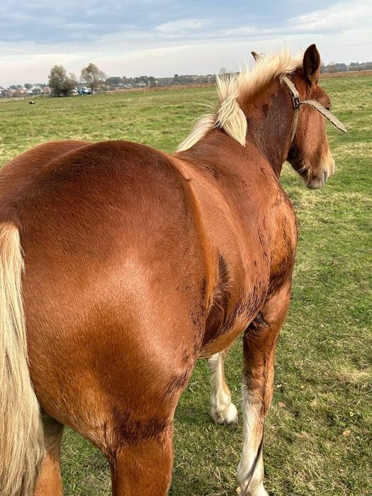 Продам лоша,7 місяців