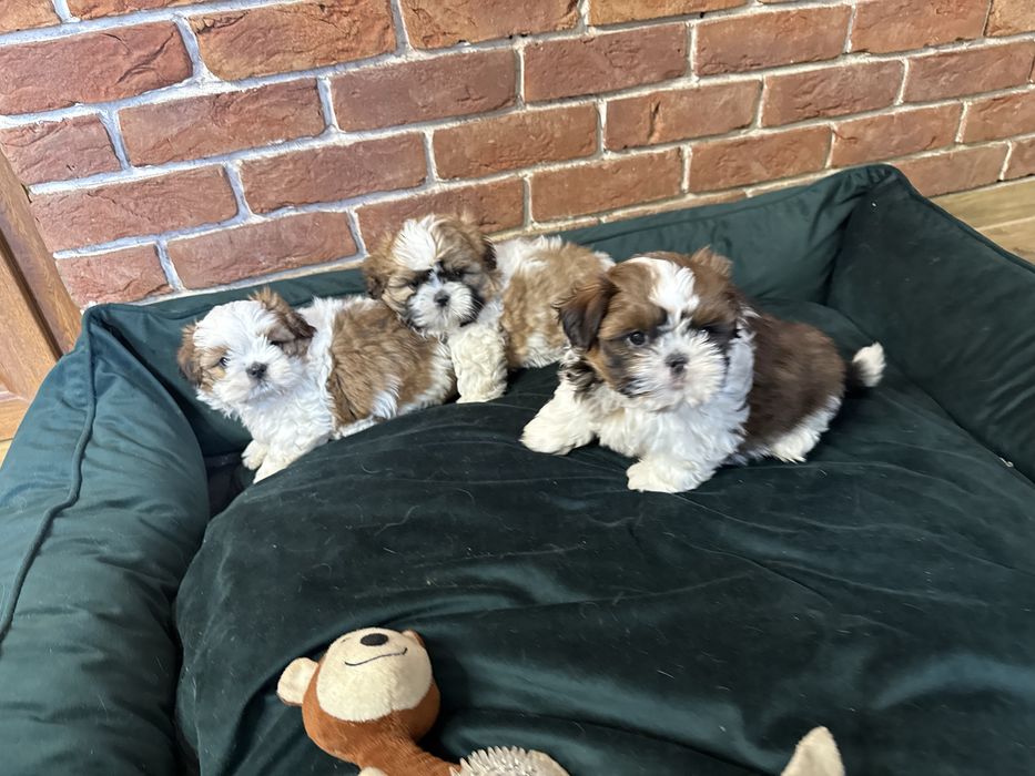 Shih-tzu szczeniak z Rodowodem