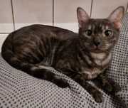 Kotka bengalska TRISTIANA Dorycats*PL rodowód Felis Polonia