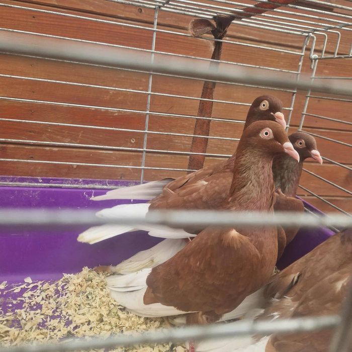 Wyszfance kończate czarne, czerwone