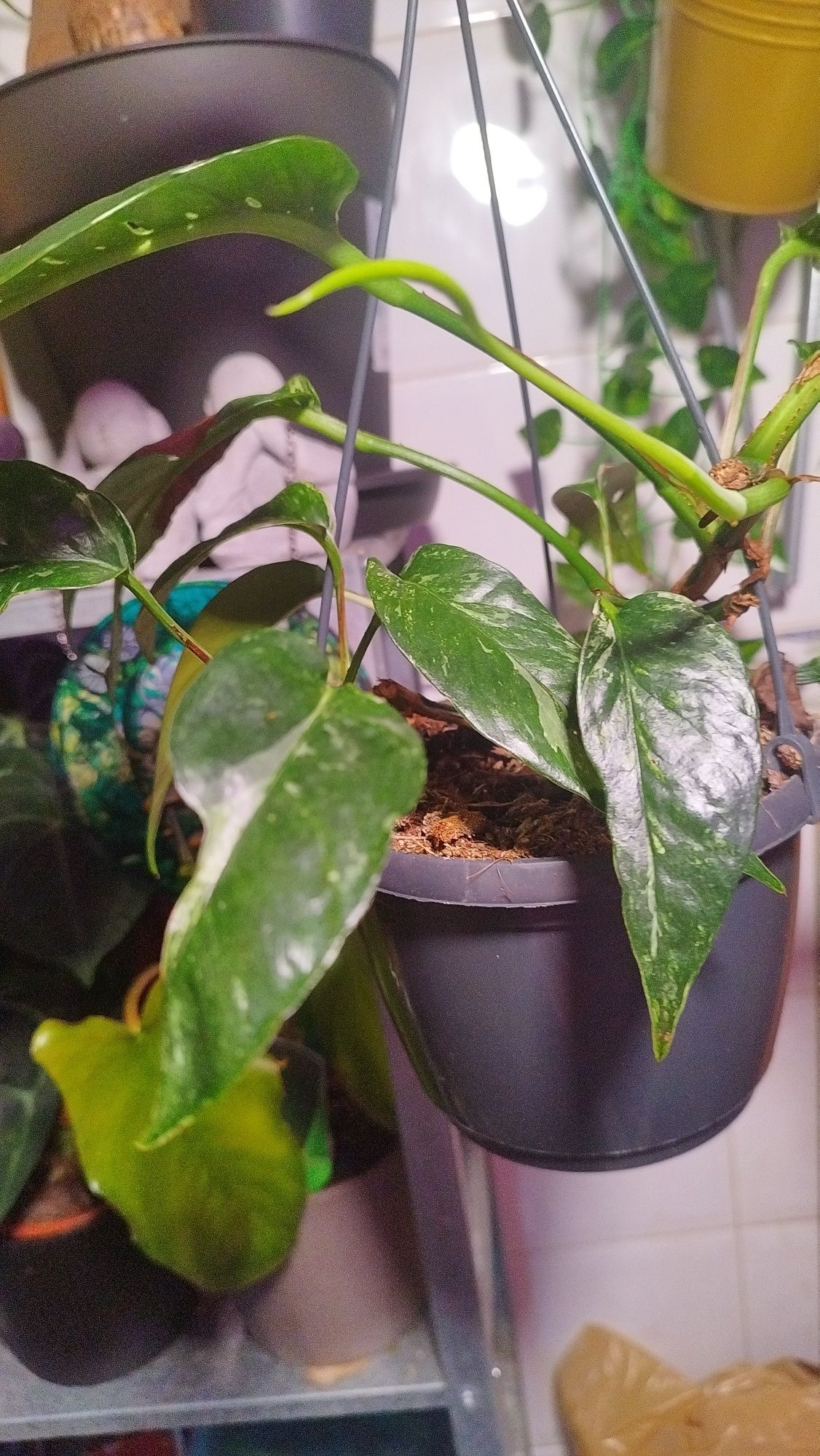 Epripemnum pinnatum albo variegata