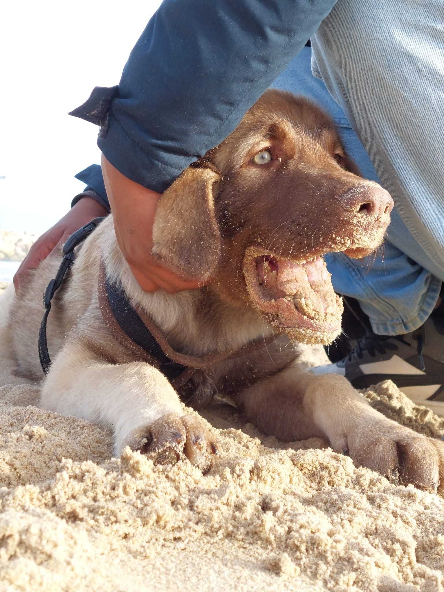 Cão Arraçado Serra da Estrela