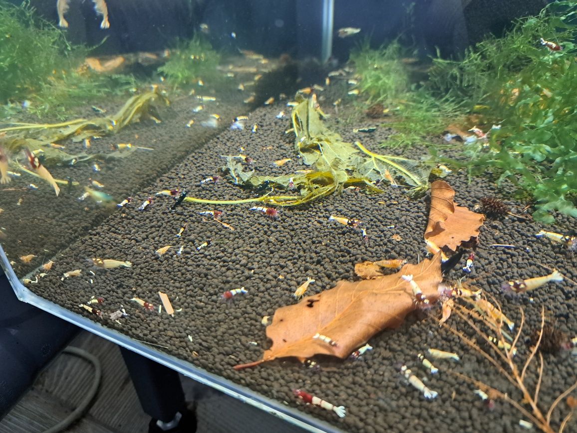 Krewetki caridina poselekcyjne różne odmiany