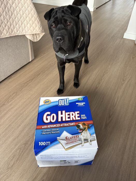 Tapetes absorventes para cao