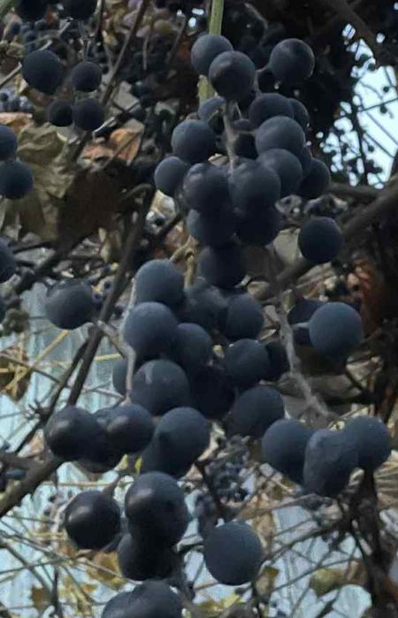 Безкоштовно виноград винний