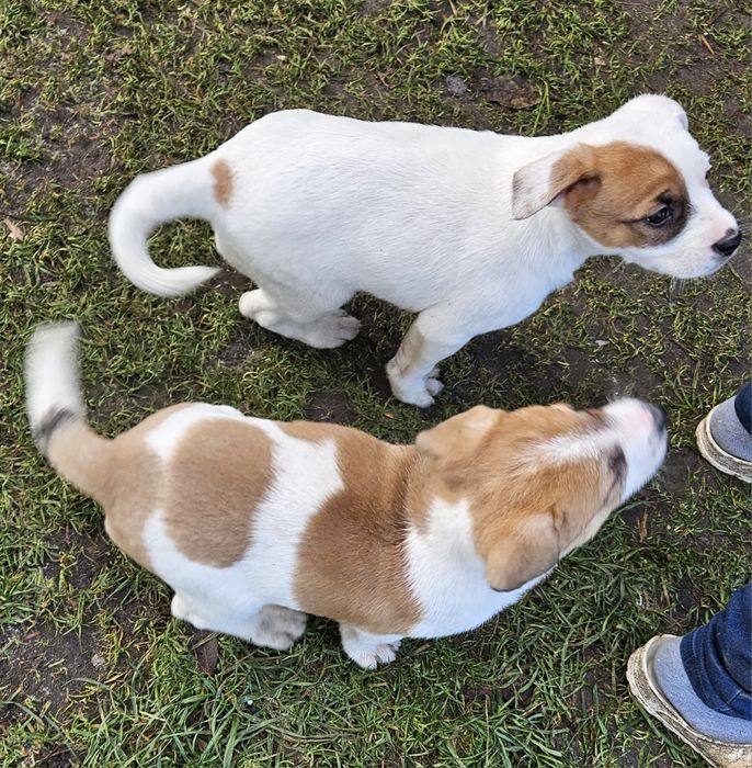 Oddam pieski w dobre rece. Odrobaczone